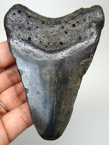 Megalodon shark tooth real - tooth,
