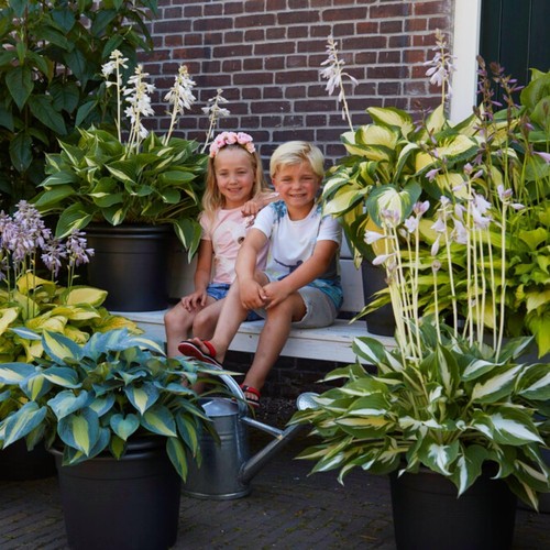 Hosta plante rustique - plante,