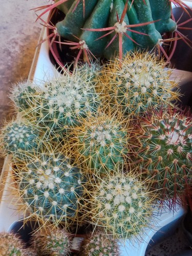 Cactus mammillaria ernestii - cactus,