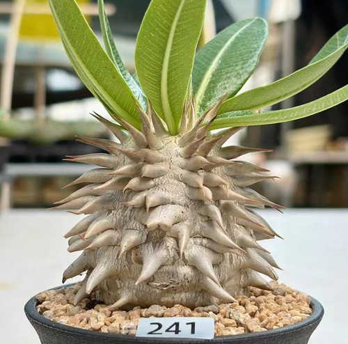 Raresucculent plant - raresucculent,