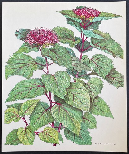 Botanique péragut - botanique,
