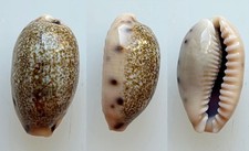 Shell - Shell: cypraea caurica lodoicea, Bergonzoni, 2018