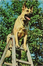 Old postcard AK German Shepherd Dog (1178726)