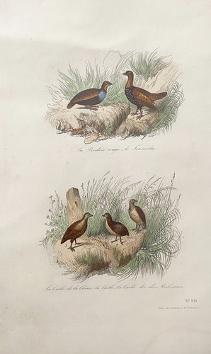 Lithographie colorise le - lithographie, de