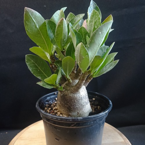 Adenium arabicum onyx - arabicum, 'onyx