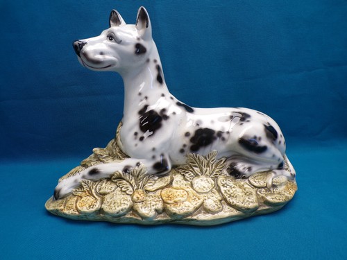 Dogue allemand dalmatien - ou,