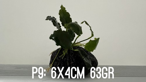 Plante aquarium anubias - plante, nana