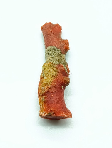 Corail rouge naturel non poli