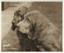 Photo tirage au bromure