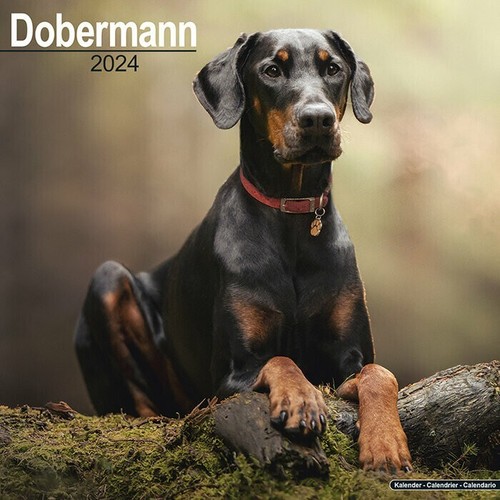 Calendrier 2024 doberman - calendrier,