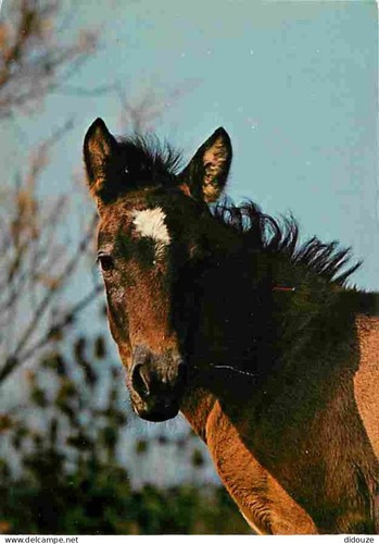 Postcard animals horses - postcard,