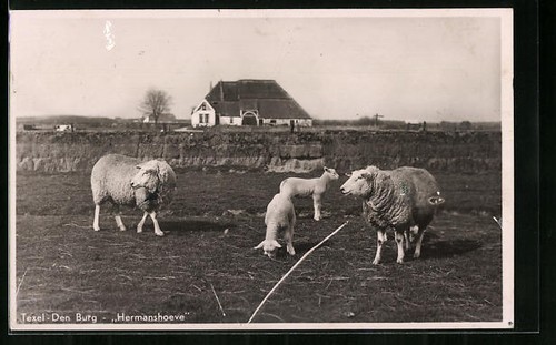 Carte postale texel den burg - postale,