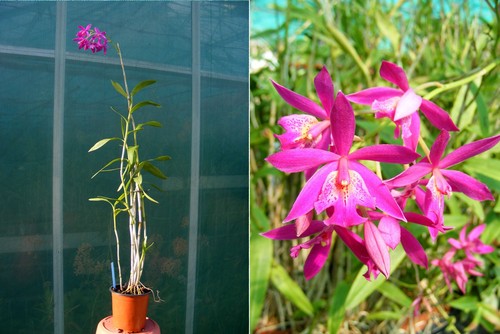 Barkeria x - (hybride),