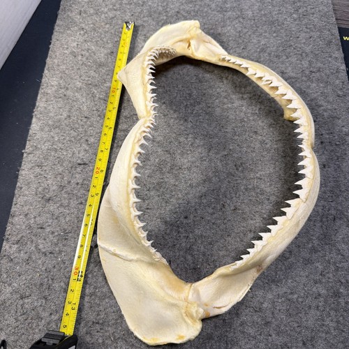 Bull shark jaw - with, rows