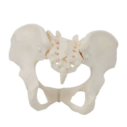Pièces taille femelle - 1,