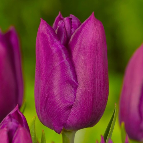 Tulipes bulbes rustique - bulbes,
