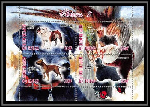 0633 tchad terrier - tchad, buldog
