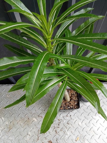 Pachypodium rutenberginum - pachypodium,