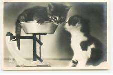 Animals - Cat - A Chestnut on the Tray of One Scale, Near Another - 20863