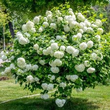 Viorne obier Roseum 2L - Un