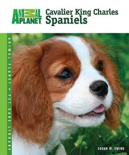 Cavalier king charles spaniels - king,