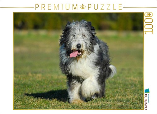 Calvendo puzzle bearded - bearded, collie