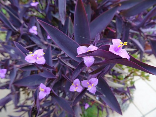 Lot plantes misére pourpre - lot,