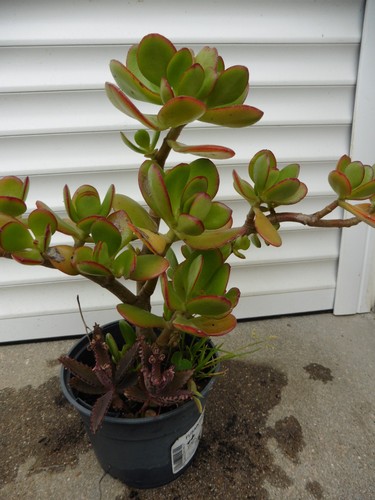 Crassula ovata arbre de - arbre,