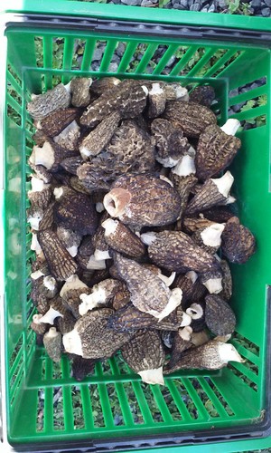 Morel spore grow kit - spore,