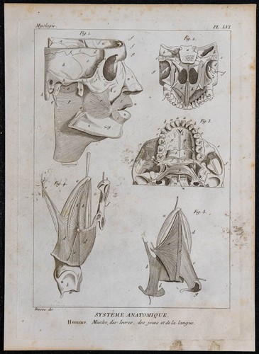 1825 muscles visage et - 1825,