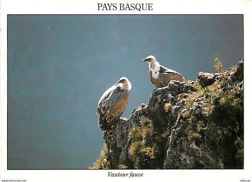 Carte postale animaux - postale,