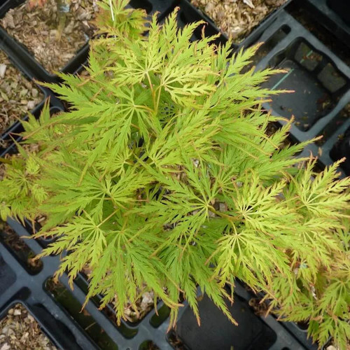 Acer palmatum dissectum green - palmatum, 'green