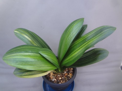 Clivia miniata daruma shima - clivia, 'daruma'