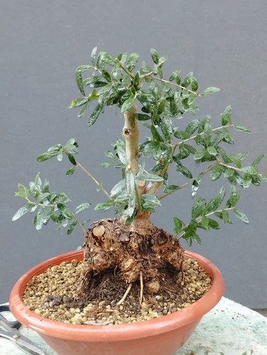 Bonsaï olivastro 16 cm - 16,