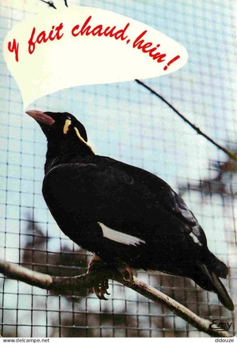 Carte postale animaux - postale,