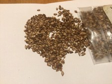 Prince Rupprecht’s Larch Tree Seeds (LARIX Gmelinii var. principis-rupprechtii)