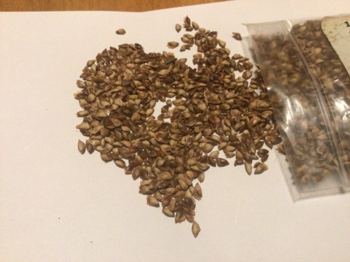 Olga bay larch tree seeds - olga,