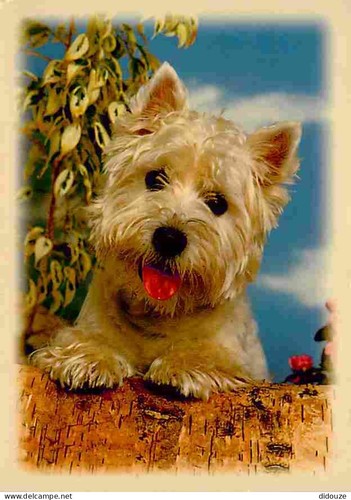 Carte postale animaux - carte,