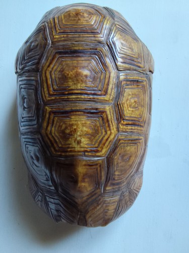 Carapace tortue terrestre - tortue,