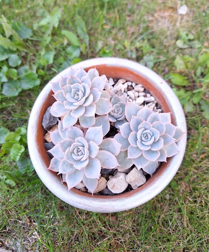 Echeveria subsessilis easy - echeveria,