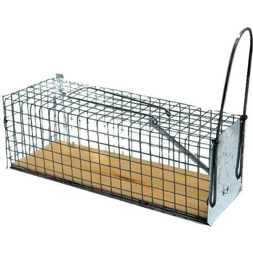 Nasse rats masy - à,