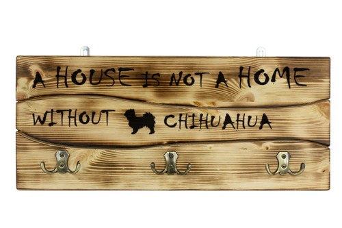 Chihuahua poil court - chihuahua, à