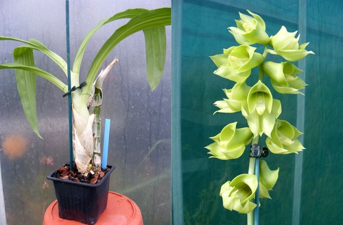 Catasetum planiceps