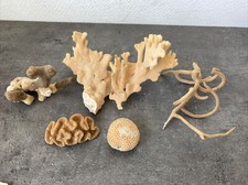 5 Anciens Coraux Souvenir