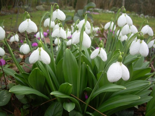 Galanthus augustus lot de - galanthus,
