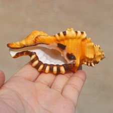 Naturel Conque Coquilles Aquarium Mer Escargot Décoration Décor Maison Acuario