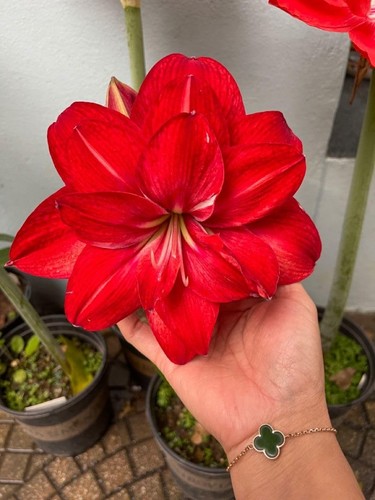 Pretty imported double - pretty,