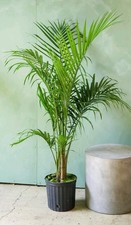 BEAUTIFUL Majesty Palm House Plant 10 Inches Great For Home,Office, Lit Bathroom
