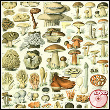 Nouveau Larousse illustre - Dictionnaire Universel Encyclopedique - 2 DVD's