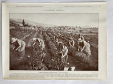 photo ancienne 24x32cm CHAMP